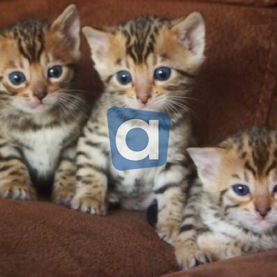 Gattini del Bengala per nuove case