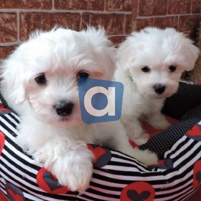Bellissimi cuccioli maltesi con tazza di tè