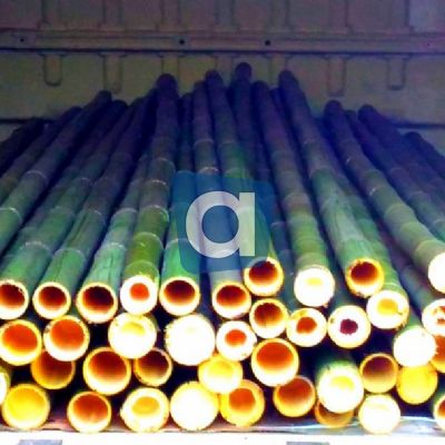 Vendo canne di bambù bambu con diametro da 1 a 10 cm