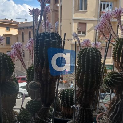 Cactus Equinopsis multi Fiori profumati