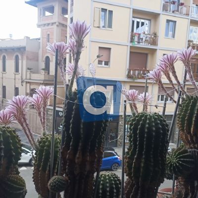 Cactus Equinopsis multi Fiori continui profumati